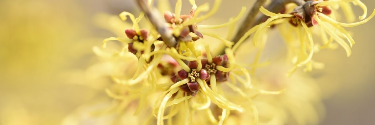 Key Skincare Ingredient: Witch Hazel