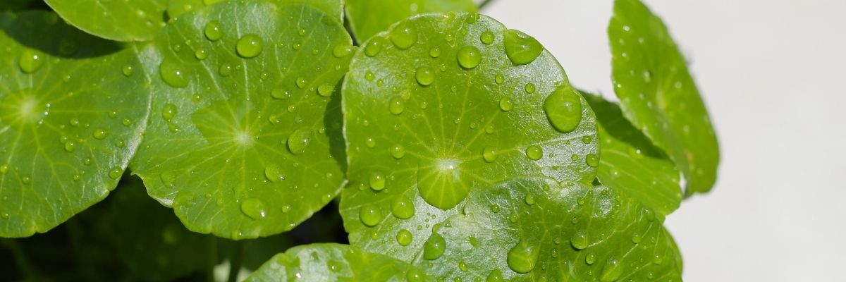 Key Skincare Ingredient: Centella Asiatica (Gotu Kola) 