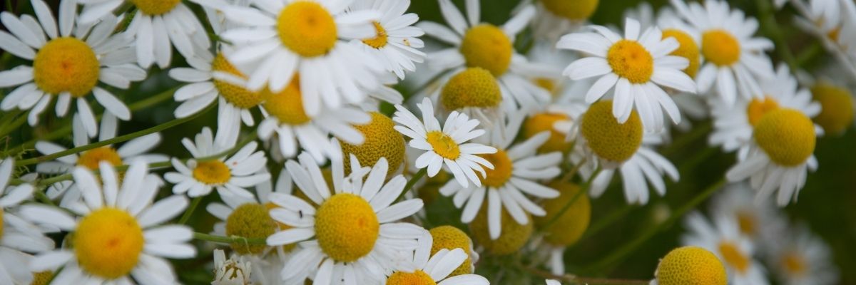 Key Skincare Ingredient: Chamomile Flower