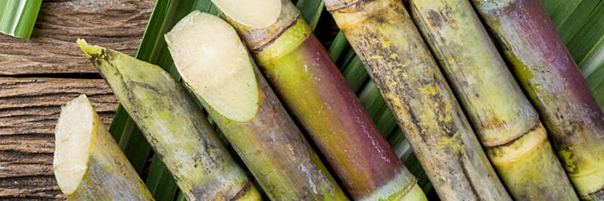 Key Skincare Ingredient: Sugarcane