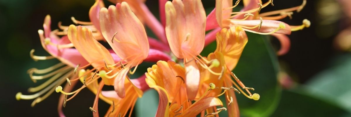 Key Skincare Ingredient: Honeysuckle