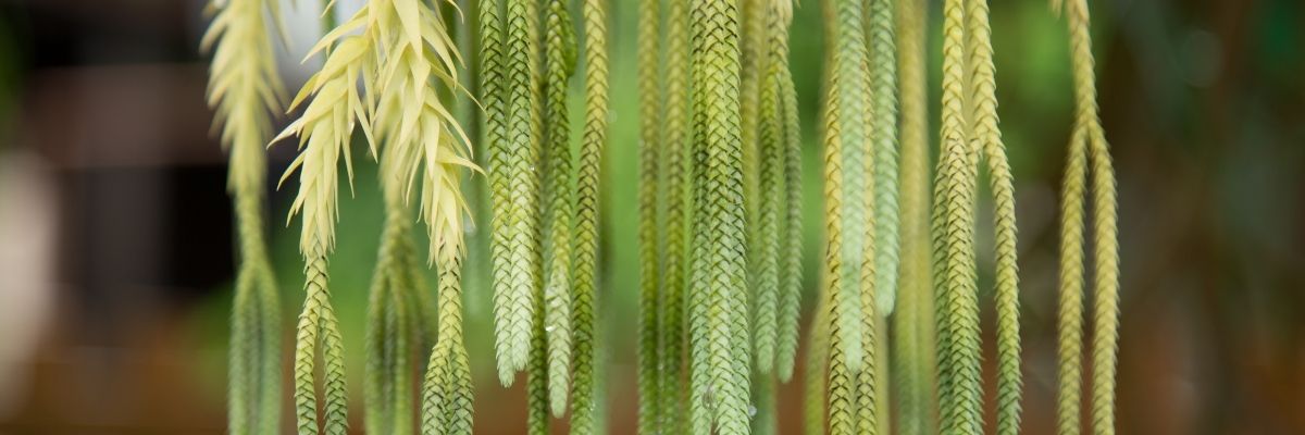 Key Skincare Ingredient: Lycopodium Clavatum