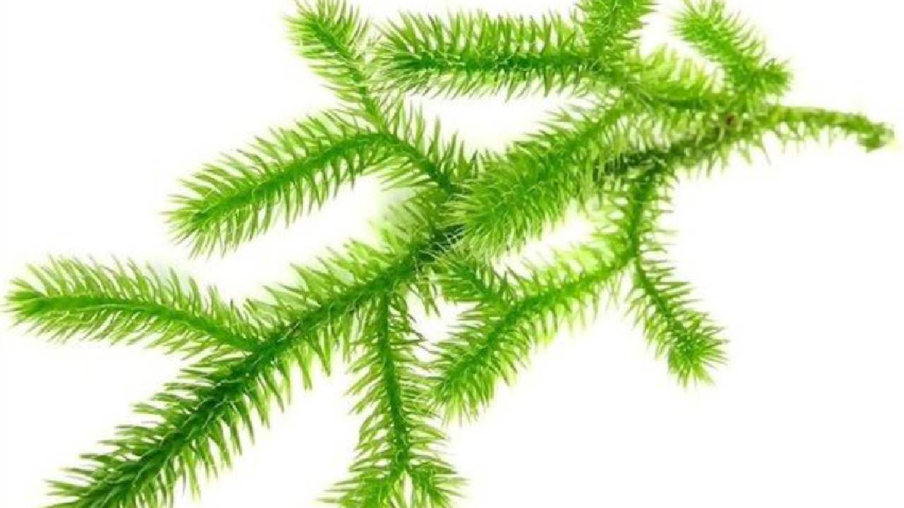 Key Skincare Ingredient: Lycopodium Clavatum