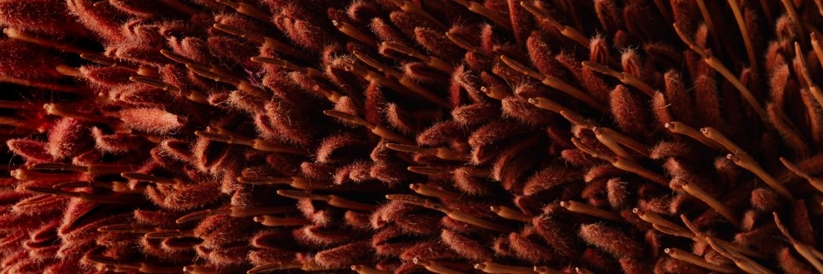 Key Skincare Ingredient: Red Marine Algae Extract