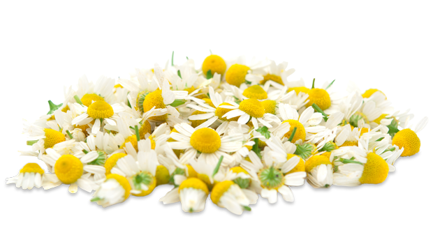 Chamomile Flower skincare ingredient iS Clinical
