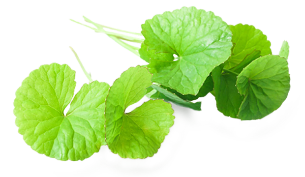 Centella Asiatica gotu kola skincare ingredient iS Clinical