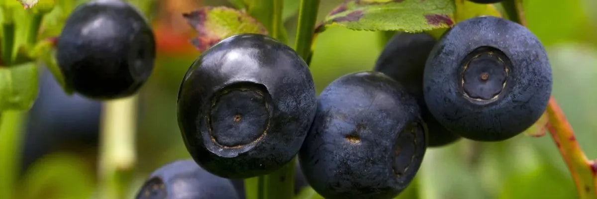 Close-up of ripe bilberries on green stems with blurred natural background