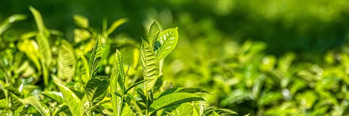 Key Skincare Ingredient: Green Tea (Japanese) 