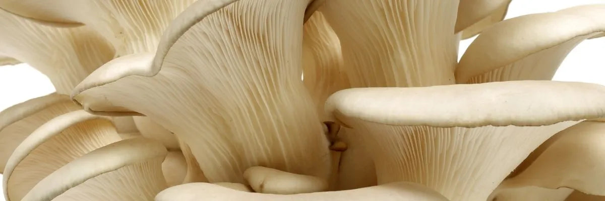 Key Skincare Ingredient: Mushroom