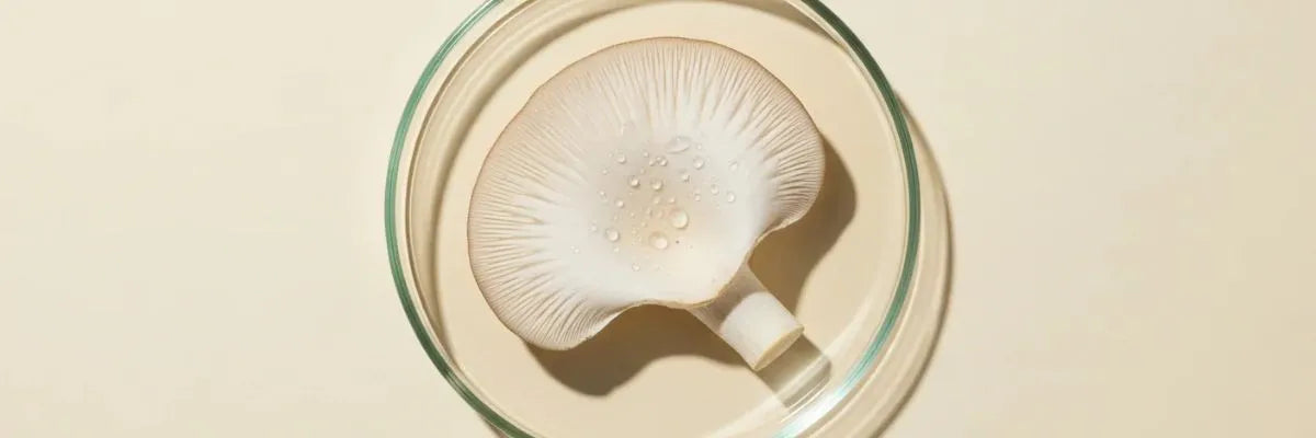 Close-up of a translucent mushroom cap with water droplets inside a clear glass petri dish on a pale background