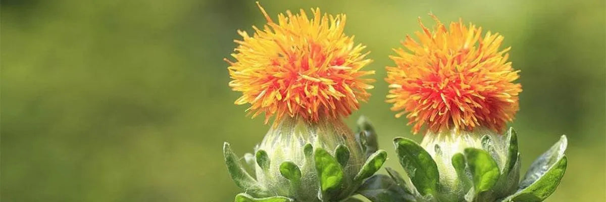 Close-up of two safflower blooms with spiky orange and yellow petals and green leaves