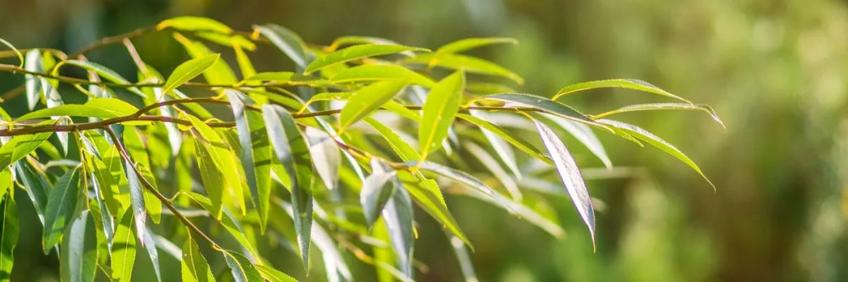 Close-up of green slender leaves on a white willow bark branch with blurred natural background