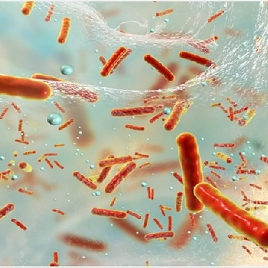 Microscopic view of orange rod-shaped enzymes suspended in a translucent fluid