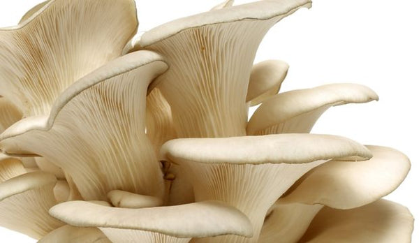 Polyporus Umbellatus (Mushroom)