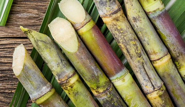 Saccharum Officinarum (Sugarcane)