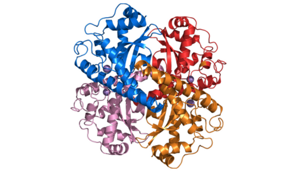 Superoxide Dismutase