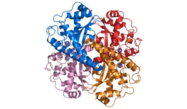 Superoxide Dismutase