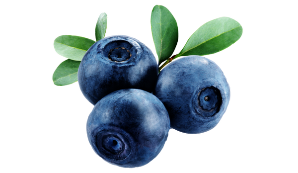 Vaccinium Myrtillus (Bilberry) 
