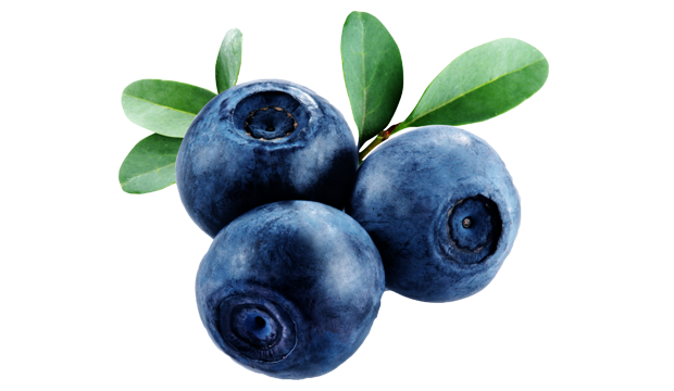 Vaccinium Myrtillus (Bilberry) 