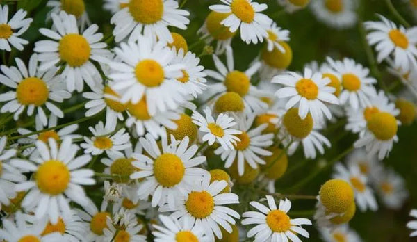 Chamomile Flower