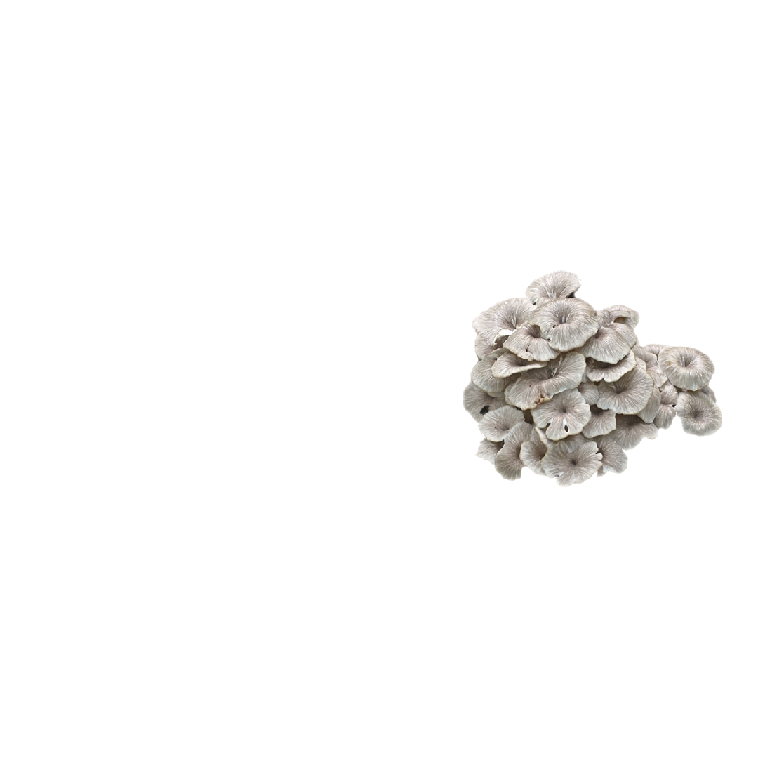 Cluster of small, pale grey mushrooms with delicate, ruffled caps on black background