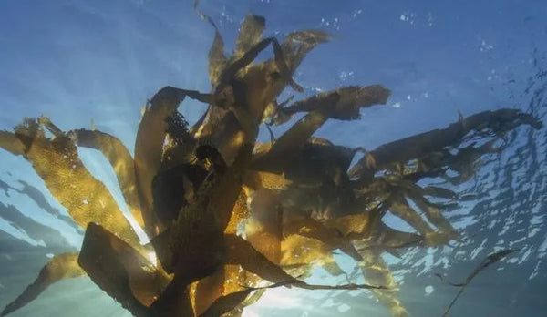 Norwegian Kelp