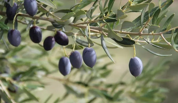 Olive Leaf